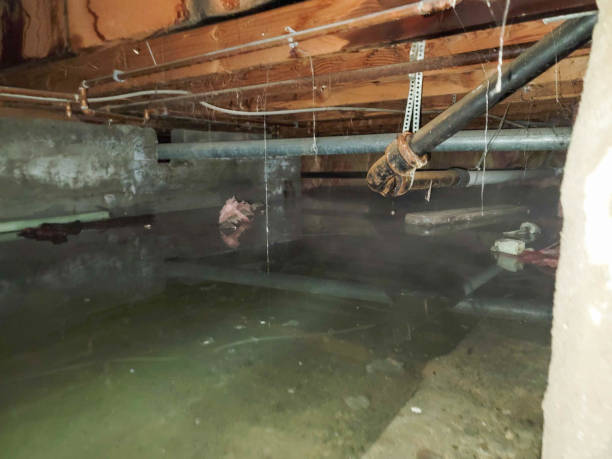 Best Water damage contractors near me  in Badieville, LA